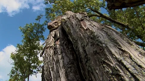 A tree snake looks straight down a tree looking for a mid day meal Stock Footage 125467961