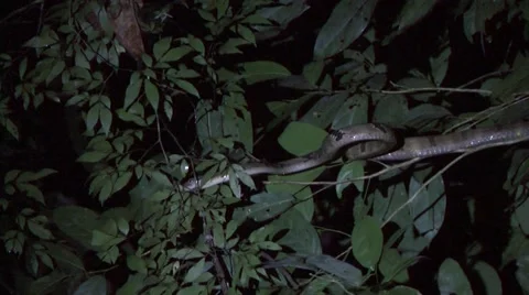 Tree Snake move in tree smelling with tongue in rainforest at night zooming in Stock Footage 56020954