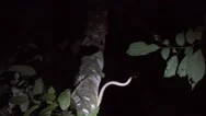 Tree Snake Move From Tree To Tree In Lowland Rainforest In The Night Stock Footage