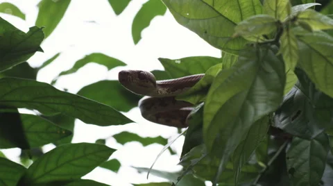 Tree snake poised to strike Stock Footage 43114569