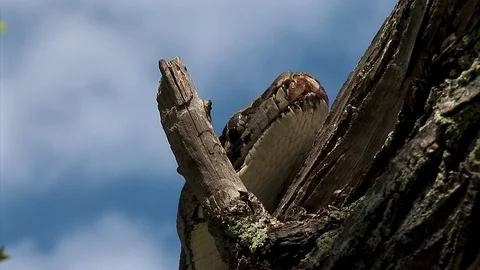A tree snake rests its head on a bunch up in a tree during a sunny blue Stock Footage 121581925