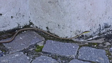 Tree Snake on the Sidewalk in Brazil 4k 120fps 2 Stock Footage 258509488