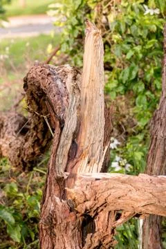 Tree that Snaped in two Stock Photos