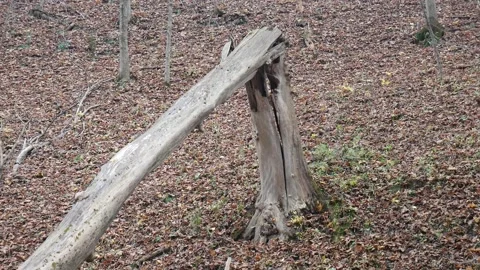 Tree snapped in half sitting on the forest floor Stock-Footage 141766207