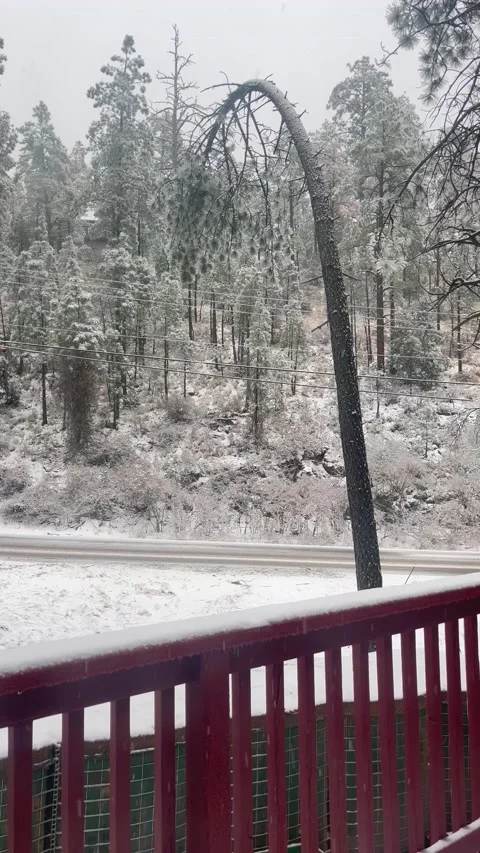 Tree Snaps Under Weight of Ice as Family Watches, Ruidoso, New Mexico, USA - 24  Stock Footage 327873001
