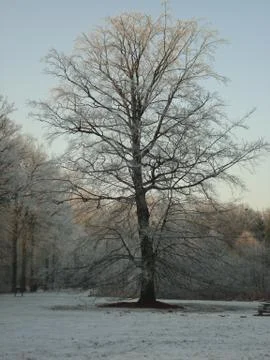 Tree in snow 1 写真素材