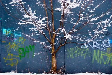 Tree in the snow on a blue background Stock Photos