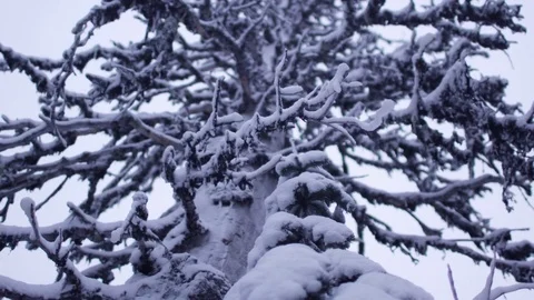 Tree with snow covered branches during winter Stock Footage 83865326