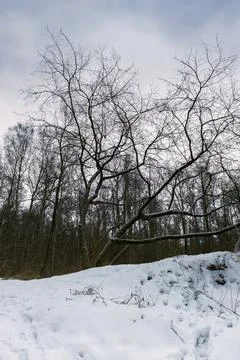 A tree with snow-covered branches spread out to the surrounding forest. Stock Photos