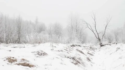 Tree in the Snow Covered Forest Stock Footage 82942153