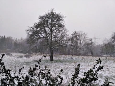 Tree on snow covered meadow behind bushes Stock Photos