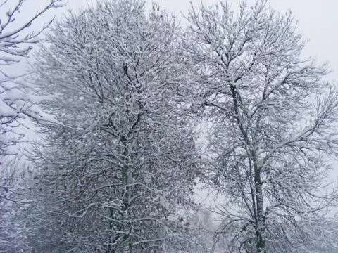 Tree snow covered on meadow in cloudy winter evening Stock Photos