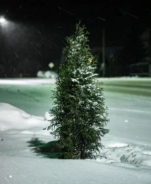 Tree in snow dark background green light in background Stockfoto's