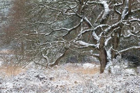 Tree in snow during winter Stock Photos