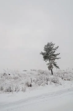 Tree in the snow in a field in winter Stock Photos