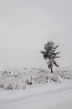 Tree in the snow in a field in winter Stock Photos