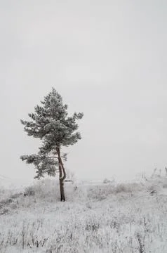 Tree in the snow in a field in winter Stock Photos
