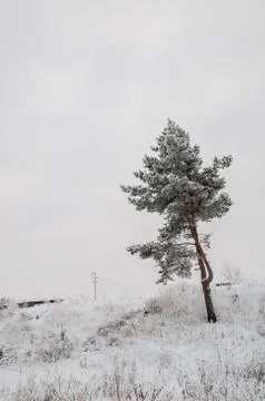 Tree in the snow in a field in winter Stock Photos
