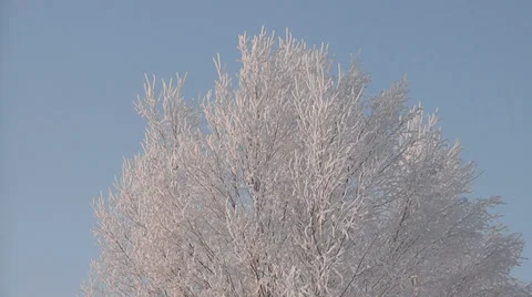 Tree in snow Stock Footage 29235846
