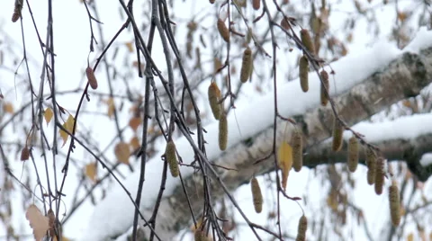 Tree in the snow Stock Footage 42996517