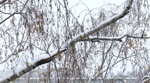 Tree in the snow Stock Footage 43196045