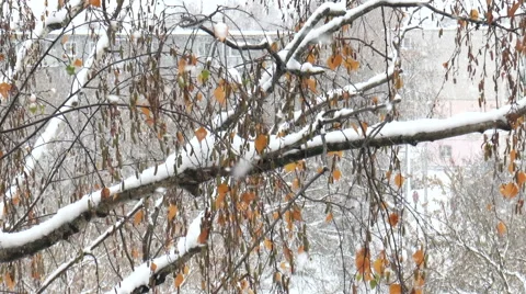 Tree in the snow 動画素材 43196176