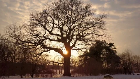 Tree in the snow Stock Footage 86983779