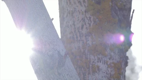 Tree in Snow Stock Footage 96128855