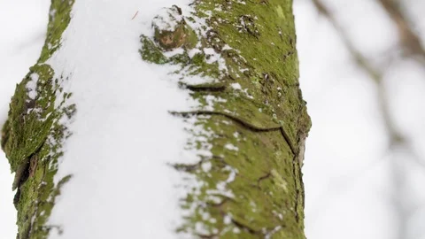 Tree in the Snow Stock Footage 101299210
