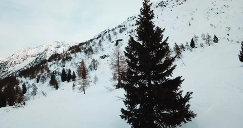 Tree in the Snow Stockbeeldmateriaal 126163616