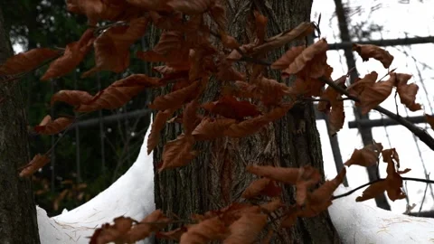 Tree in the snow Stock Footage 258796495