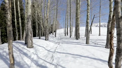 Tree snow forest in winter mountains Stock Footage 171127416