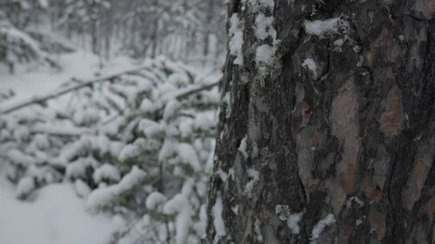 Tree in snow forest in Yakutiya 스톡 동영상 123780483
