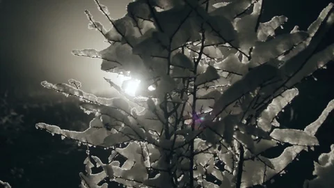 Tree in the snow with glare from headlights Stock Footage 128172500