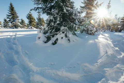 A tree with snow on the ground Stock Photos