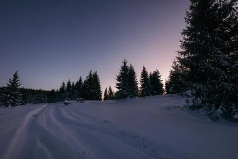 A tree with snow on the ground Stock Photos