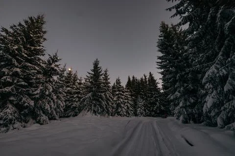 A tree with snow on the ground Stock Photos
