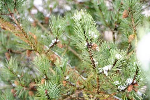 A tree with snow on it and pine cones Stock Photos