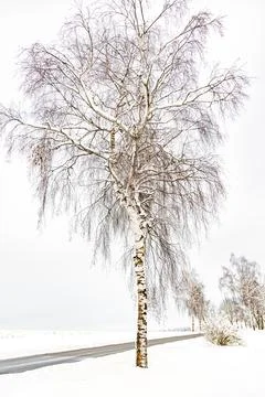 A tree with snow on it is in the middle of a road Stock Photos