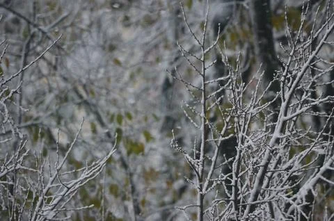 A tree with snow on it.  Stock Photos