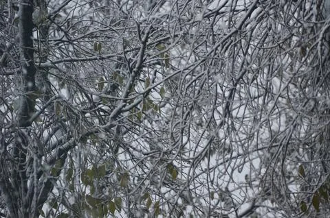 A tree with snow on it. Stock Photos