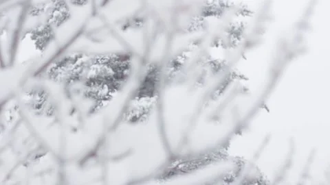 A tree in the snow. It's snowing. HD 動画素材 153487678