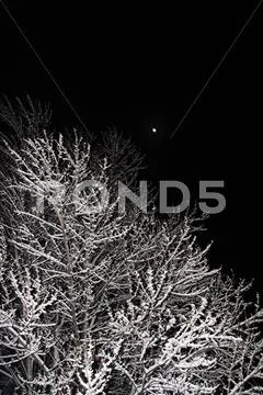 Tree in the snow, night scene Stock Photos