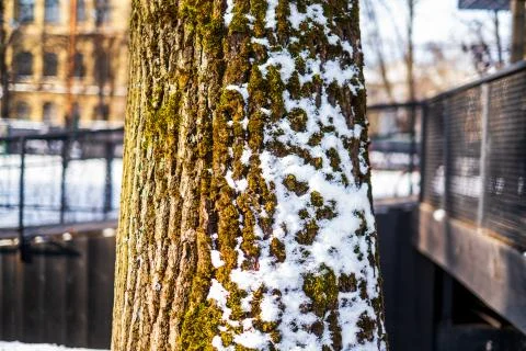 Tree with snow on one side spring background isolated Stock Photos