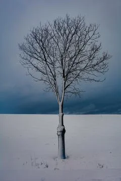 A tree in the snow with an overcast sky Stock Photos