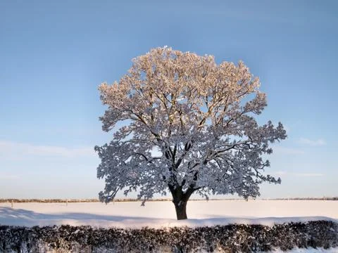 Tree with snow Stock Photos