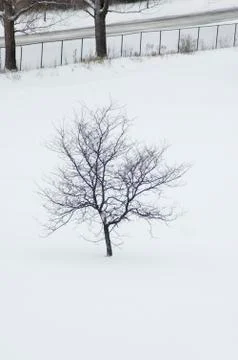 Tree on snow Stock Photos