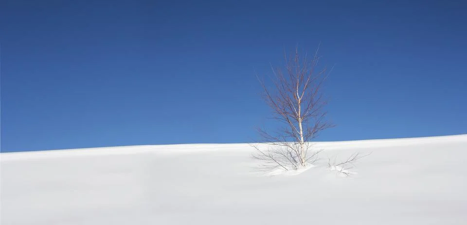 Tree in the snow Foto stock