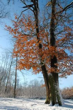 Tree in the snow Stock Photos