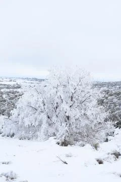 Tree in snow Stock Photos